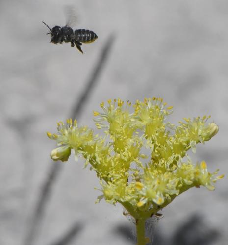 Megachile sp.